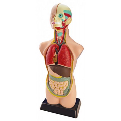 JUEGO ANATOMIA HUMANA 11 PIEZAS 50 CM MINILAND 99020